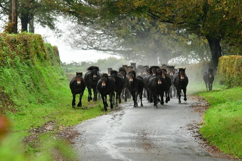 Exmoor Retreat On Two Moors Way Withypool Luaran gambar