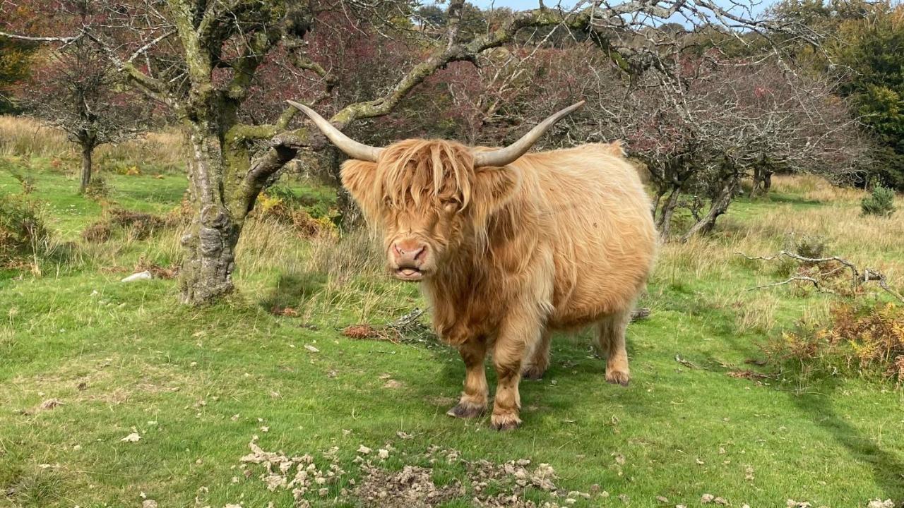 Exmoor Retreat On Two Moors Way Withypool Luaran gambar