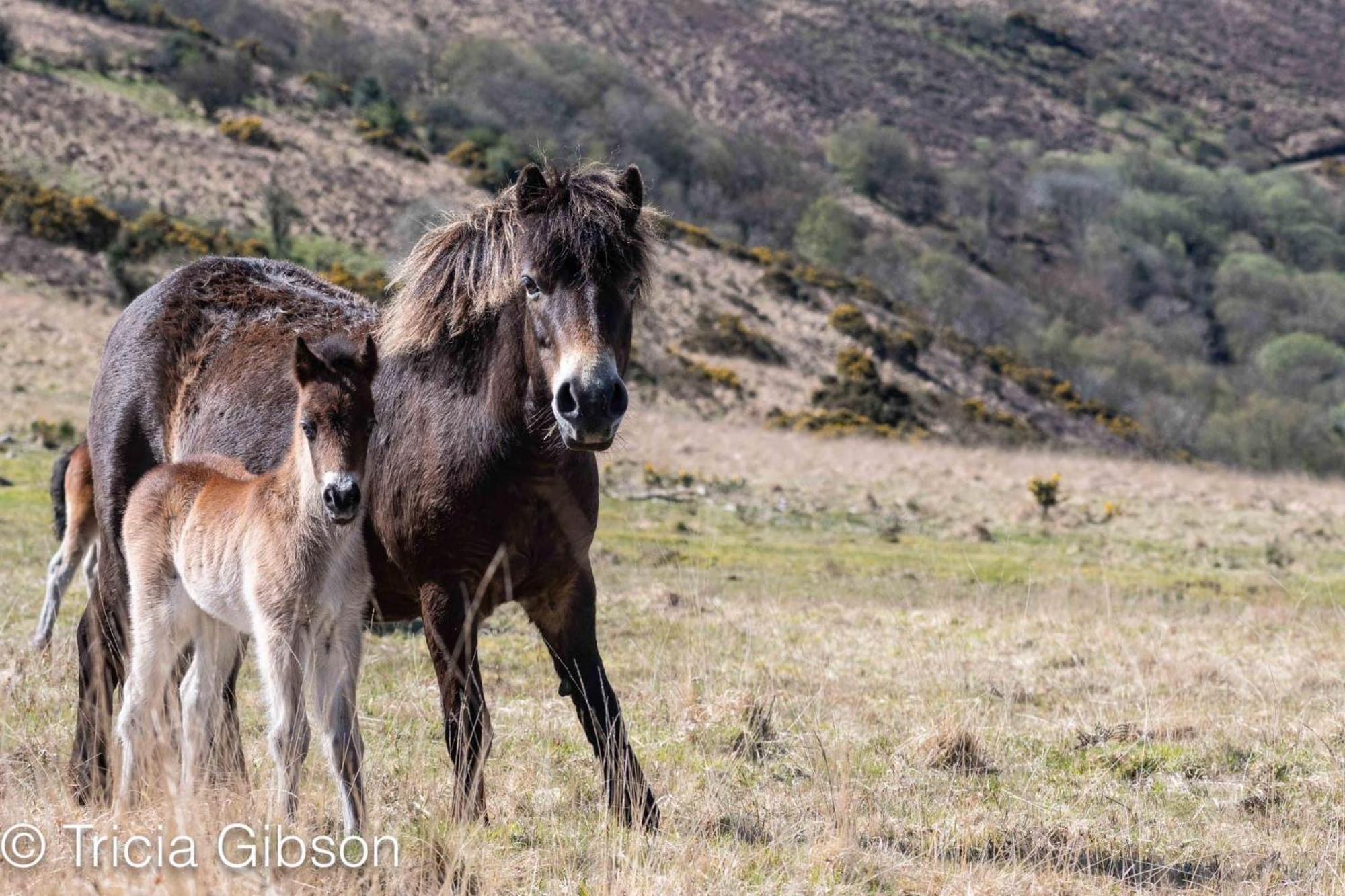 Exmoor Retreat On Two Moors Way Withypool Luaran gambar